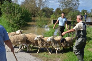 ovce spasavane camcem (3)
