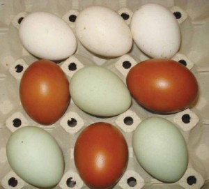 pressrs-goronjic-jaja u boji (2)