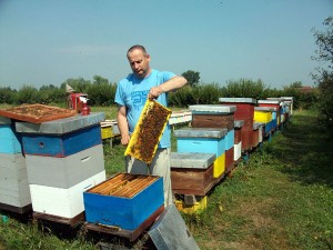 PČELAR IZ PRIJEDORA RAJKO RADIVOJAC UZGAJA PČELE KOJE NE BODU – FOTO