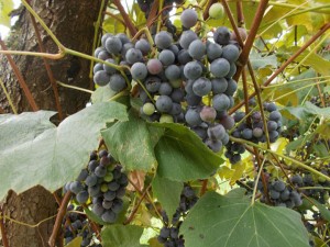 novosti-grozdje