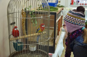 golub-izlozba sitnih zivotinja-januar 2016 (1)