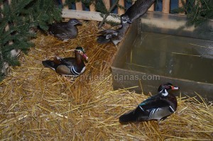golub-izlozba sitnih zivotinja-januar 2016 (4)