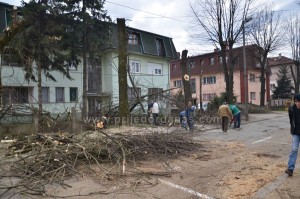 orezivanje drveca-ulica vuka karadzica (2)