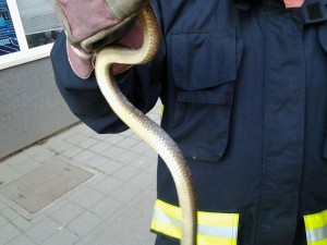 vatrogasci prijedor-zmija (2)