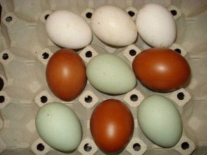 mladen goronjic-sarena jaja (4)
