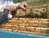 KOŠNICE UTIHNULE – PČELE UMIRU OD GLADI