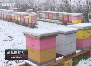 Prijedorski pčelari sabiraju štetu katastrofalne sezone – VIDEO