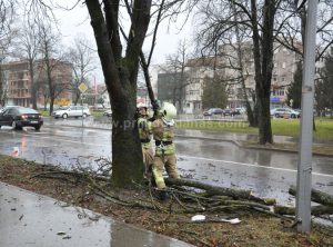 Jak vjetar srušio stablo kestena u centru Prijedora: Intervenisali vatrogasci – FOTO
