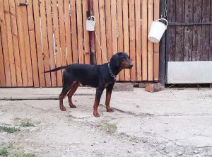 Nestao lovački pas Alpinac: Pomozite našem sugrađaninu da ga pronađe – FOTO