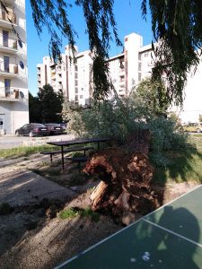 Jak vjetar oborio drvo i oštetio klupe koje koriste članovi Udruženja “Neven” i brojni Prijedorčani – FOTO