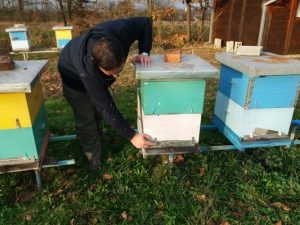 Nema bagremovog meda: Loša godina za prijedorske pčelare