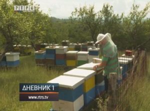 Loša godina za prijedorske pčelare – VIDEO