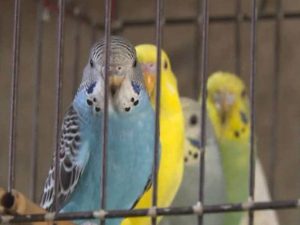 Prijedor: Uzgajanje ptica – najljepši hobi – VIDEO