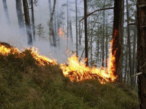 PU Prijedor: Palio korov i rastinje pa izazvao požar u borovoj šumi, izgorjelo na desetine stabala