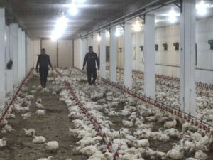 Prijedor: Promjenljivo tržište za domaću piletinu – VIDEO