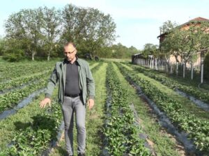 Proizvodnja jagoda zahtjevna, ali donekle i isplativa: Prijedorčanin Dalibor Jović pokrenuo probnu proizvodnju u plasteniku – VIDEO