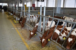 arifagic investment-otvaranje (3)