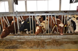 arifagic investment-otvaranje (6)