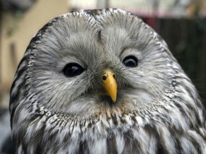 srna-sova u centru (1)