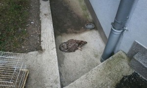 srna-sova u centru (2)