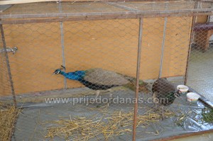 drustvo golub-izlozba moj ljubimac (2)