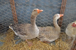 drustvo golub-izlozba moj ljubimac (4)