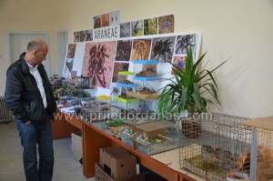 drustvo golub-izlozba moj ljubimac (5)