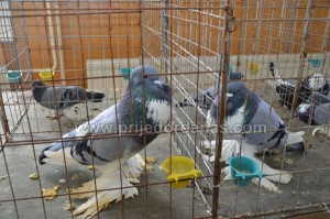 drustvo golub-izlozba moj ljubimac (6)