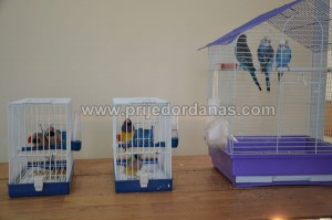 drustvo golub-izlozba moj ljubimac (7)