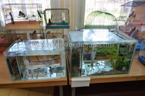 drustvo golub-izlozba moj ljubimac (8)