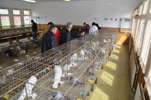 izlozba moj ljubimac-kraj (10)