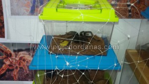 vujinovic-tarantule (4)