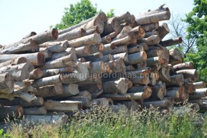 RASVIJETLJENE TRI ŠUMSKE KRAĐE