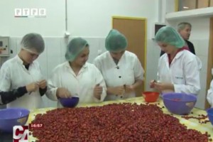 POLJOPRIVREDNO-PREHRAMBENA ŠKOLA PRIJEDOR: PROIZVODNJA U OKVIRU PRAKTIČNE NASTAVE – VIDEO