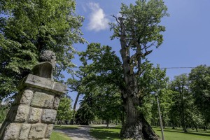 anadolija-hrast-maricka (1)