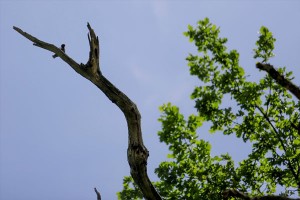 anadolija-hrast-maricka (3)