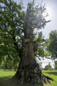 anadolija-hrast-maricka (6)