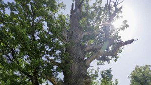 anadolija-hrast-maricka (7)