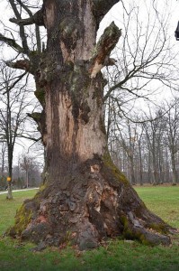blic-hrast maricka (1)