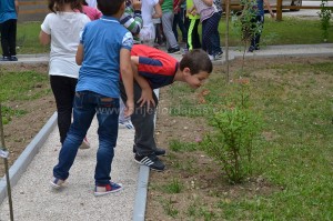 botanicka basta-os desanka maksimovic (5)