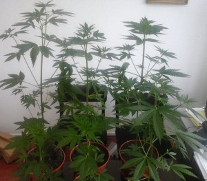 cjbpd-indijska konoplja