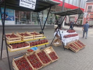 dani jagoda 2016-pocetak (2)