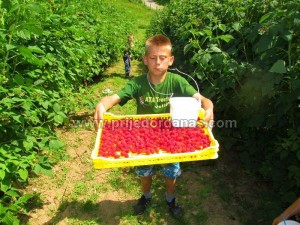 maline-sabici (1)