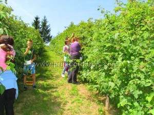 maline-sabici (2)