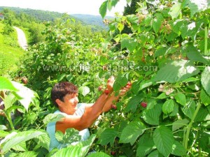 maline-sabici (4)