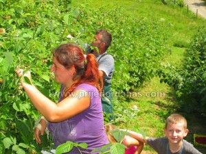 maline-sabici (6)