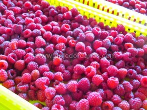 maline-sabici (7)