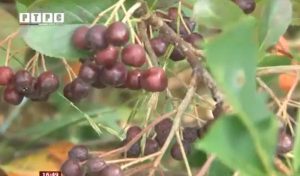 rtrs-aronija-ostra luka (1)