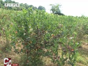 rtrs-aronija-ostra luka (2)