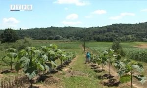 rtrs-lukac-heljdin med-paulovnija (2)